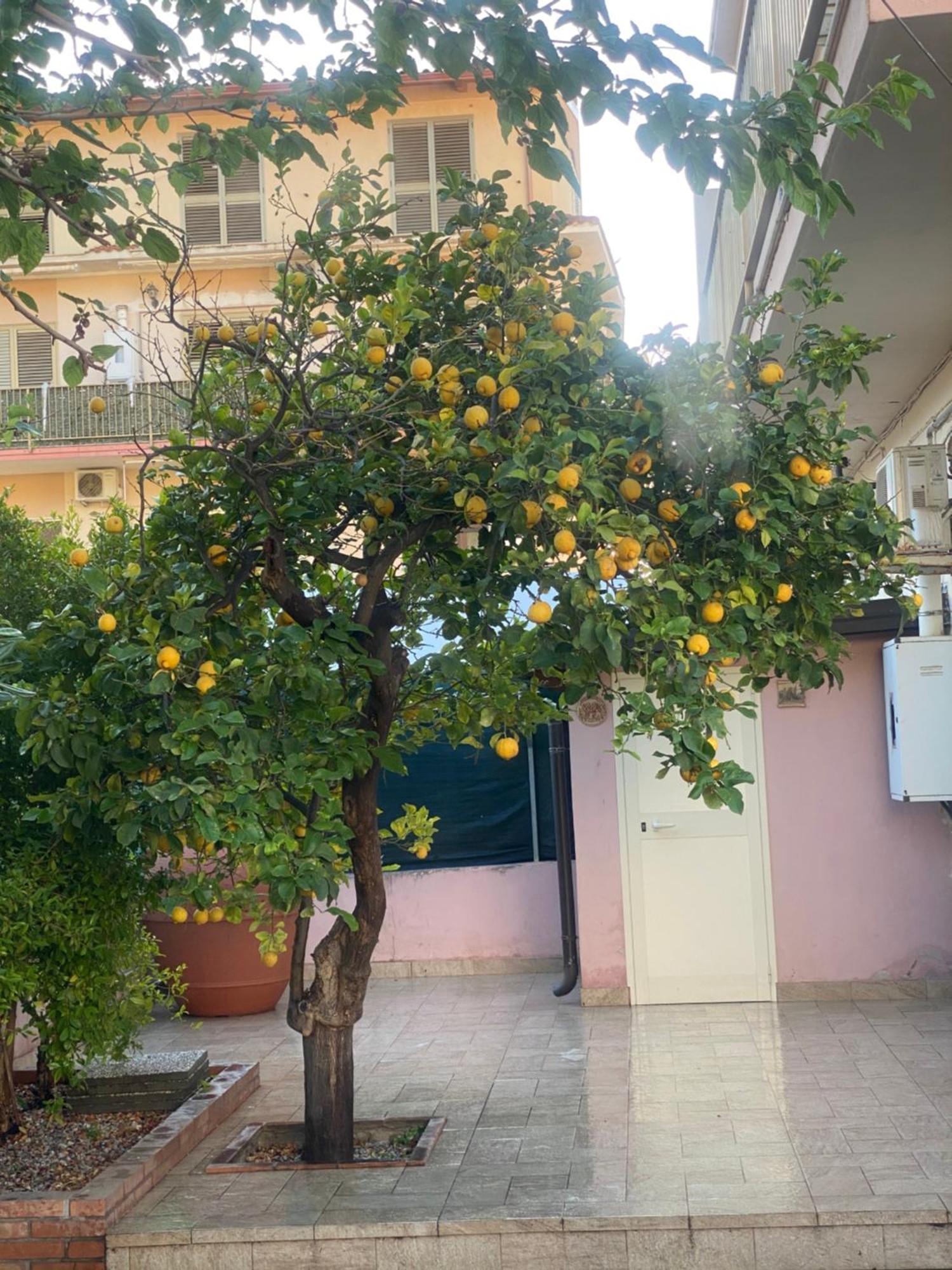 Willa L'Albero Di Limoni Sul Mare Di Pizzo Zewnętrze zdjęcie