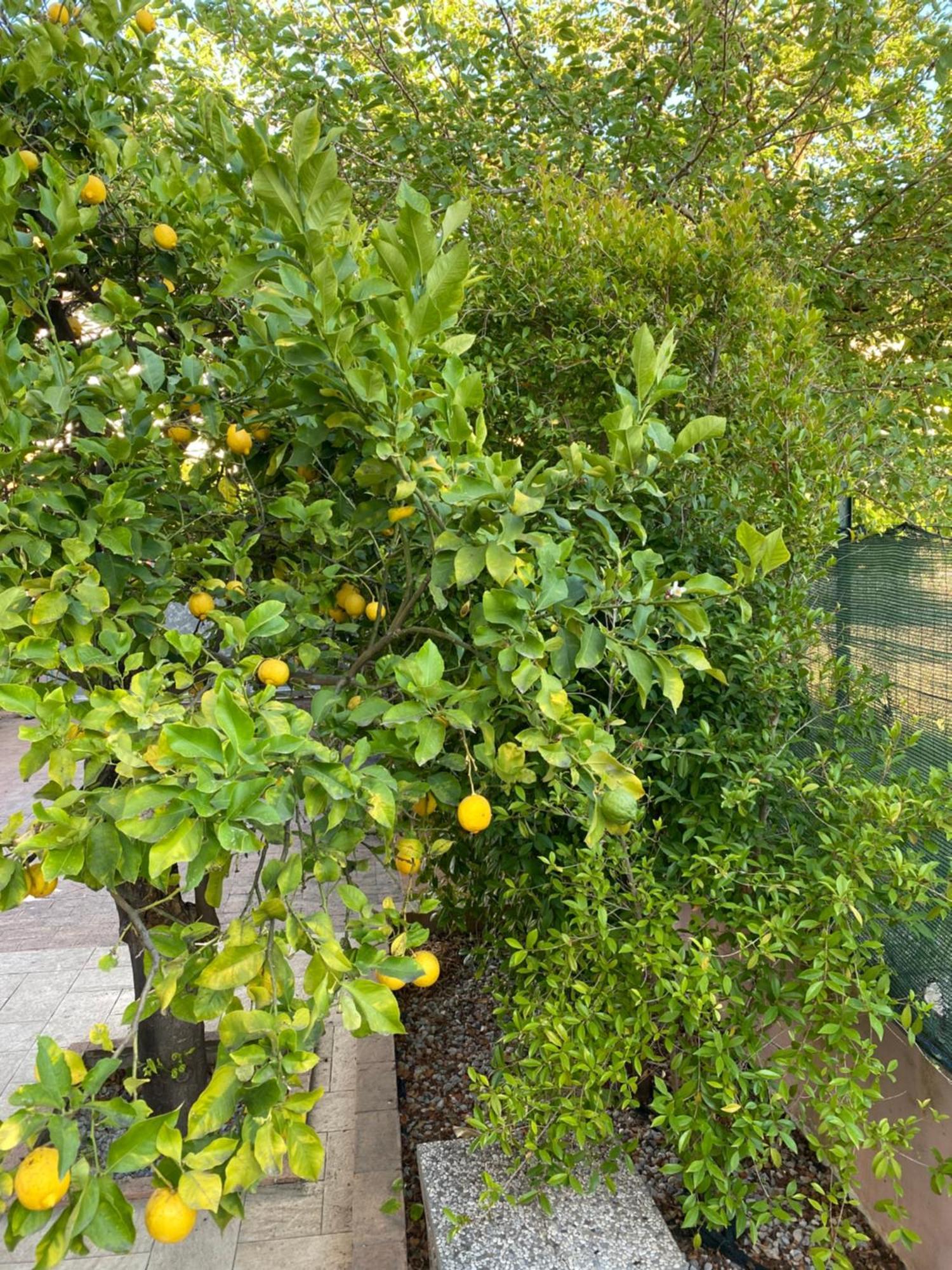 Willa L'Albero Di Limoni Sul Mare Di Pizzo Zewnętrze zdjęcie
